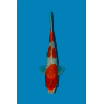 Krmivo pro rybičky HQ Goshiki ... JK 23MNM28