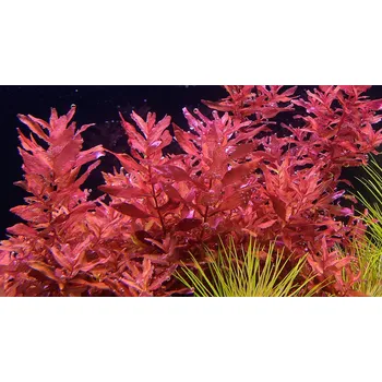 Akvaristika Rotala sp. "Yao Yai" (IN-VITRO kelímek Ø 7 cm)