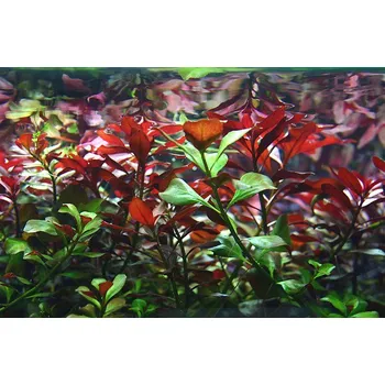 Akvaristika Ludwigia repens (IN-VITRO Ø 7 cm)