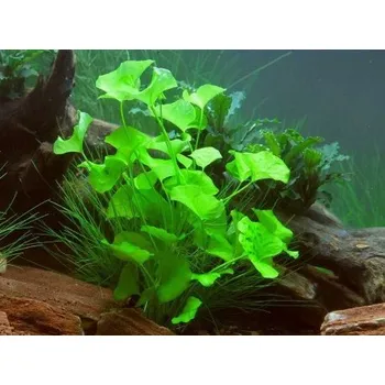 Akvaristika Nymphoides sp. Taiwan (IN-VITRO Ø 7 cm)