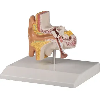 anatomický model Model ucha-1,5x zvětšený