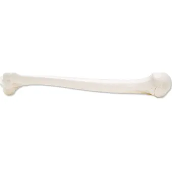 Plastikový model 3B Scientific Model lidské pažní kosti