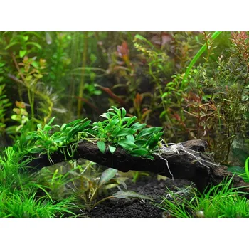 Dekorace do akvária Anubias nana pangolina (Košíčková Ø 5,5 cm)