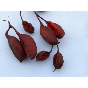 Přírodní kámen lusk dočervena