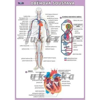 Obraz Oběhová soustava XL (100x70 cm)