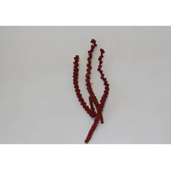 Banana stem color červená