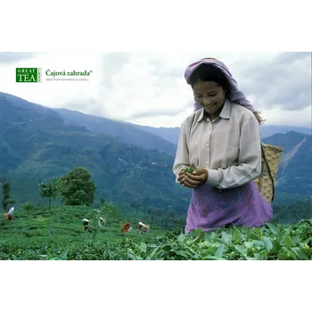 Plakát Čajová zahrada Plakát Česačka Darjeeling