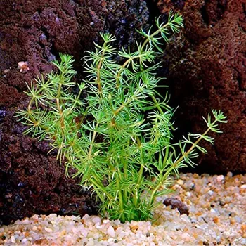 Akvaristika Bacopa myriophylloides (IN-VITRO kelímek Ø 7 cm)