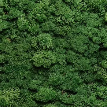 Rám na obraz Stabilizovaný mech Norský Green 0,5 m2 - Do interiéru