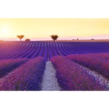 Obraz Malvis ® Obraz na stěnu Levandulové pole Velikost: 60x40 cm