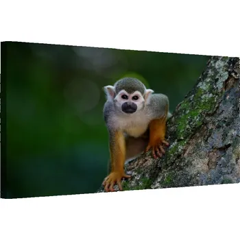 Obraz Malvis ® Obraz - Opička na stromě Velikost: 60x40 cm