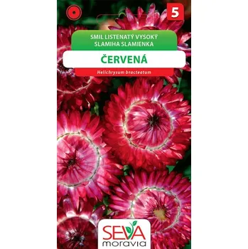 Semeno Smil listenatý - vysoký - červený