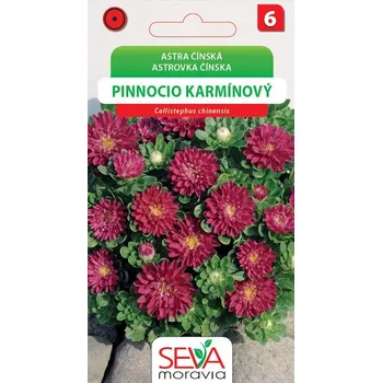 Semeno Astra čínská - Pinnocio Dwarf - karmínový