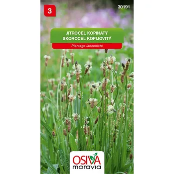 Semeno Jitrocel kopinatý - Libor