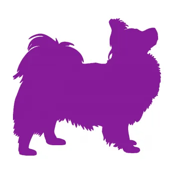 Polep vozidla SAMOLEPKA Pes 149 pravá papillon (14 - fialová) NA AUTO, NÁLEPKA, FÓLIE, POLEP, TUNING, VLASTNÍ TEXT, TISK, AUTOSAMOLEPKY.cz, POLEPY, OBRÁZEK, LOGO, SAMOLEPKY