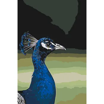 Malování podle čísel - Pávice Velikost: 40x60cm, Rámování: Pouze srolované plátno