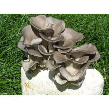 Pěstební blok hlívy ústřičné, min. 2 kg