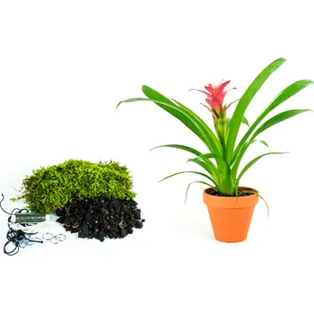 Gardners Kokedama "Vyrob si sám" Guzmania (M) Guzmánie