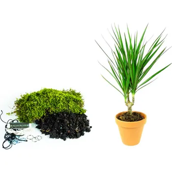 Gardners Kokedama "Vyrob si sám" Dracaena marginata (L) Dracéna lemovaná, Dračinec
