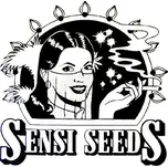 Sensi Seeds Black Domina 10ks (Feminizovaná)