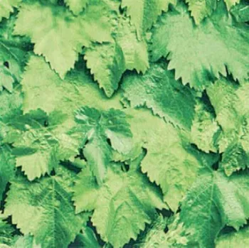 Tapeta Samolepící fólie zelené listí GEKKOFIX 55785