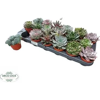 levandule-online.cz Sukulenty - průměr 8 cm, barevný mix 3 ks dekorace