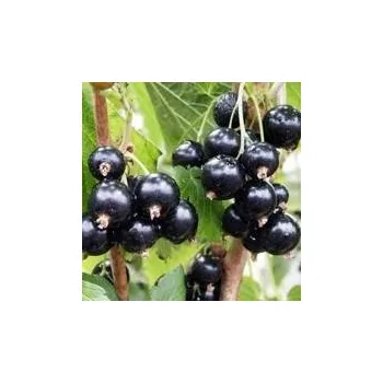 Sazenice Ribes nigrum Otelo 20/30 cm stromkový
