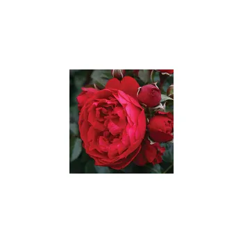 Sazenice Rosa hybr. (PN) Florentina 20/30 cm