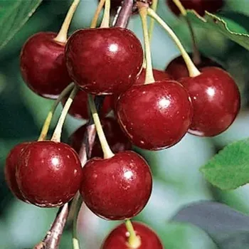 Sazenice Prunus cerasus Érdi Bötermö 100/150 cm, podnož MAH