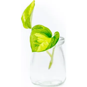 Gardners Epipremnum Global Green - řízek k zakořenění Šplhavník, Šplhavnice