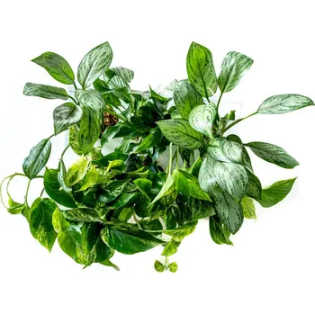 Obraz Gardners Obraz z živých rostlin Hoh! Uno, osázený, bílá - okrasné listem Typ osázení: okrasné listem