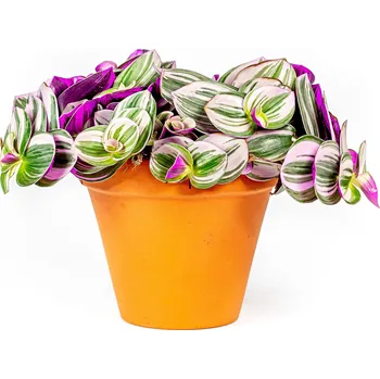 Gardners Tradescantia Albiflora Nanouk Pokojová Rostlina