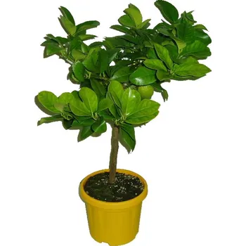 Sazenice Citrus citronovník Lemon Limon