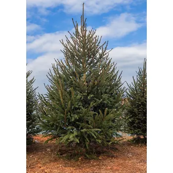 Vánoční stromek Smrk Ztepilý 201 - 220 cm