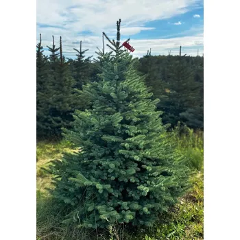 Vánoční stromek Živý, řezaný Vánoční stromek Smrk Pichlavý / 161 - 180 cm