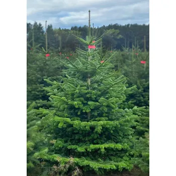 Vánoční stromek Živý, řezaný Vánoční stromek Jedle Kavkazská / 401 - 450 cm