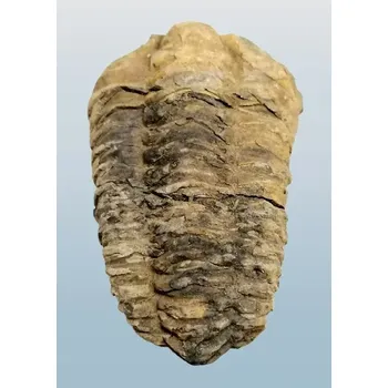 Trilobit CALYMENE 133 g