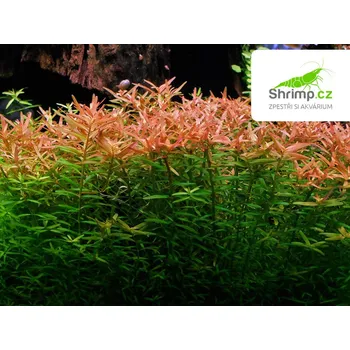 Akvarijní rostlina Rotala rotundifolia - svazek
