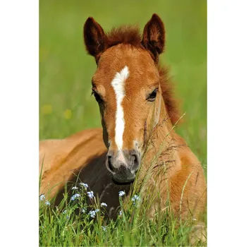 Hračka DINO Puzzle Zvířátka - Hříbě 54 dílků