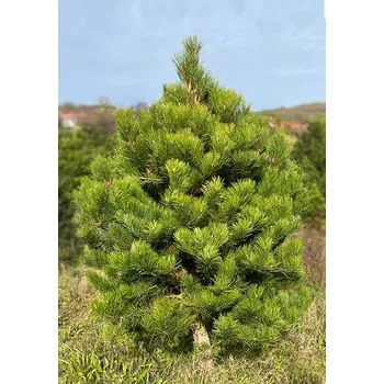 Vánoční stromek Živý, řezaný Vánoční stromek Borovice Černá / 141 - 160 cm