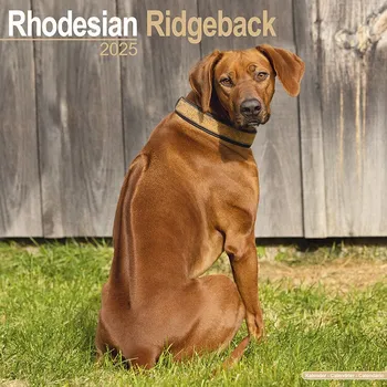 Kalendář Avonside Publishing Nástěnný kalendář Rhodesian Ridgeback 2025