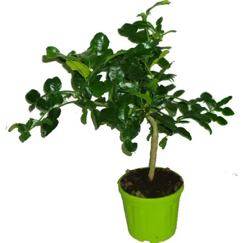 Sazenice Combava citrus Hystrix mauricijská papeda