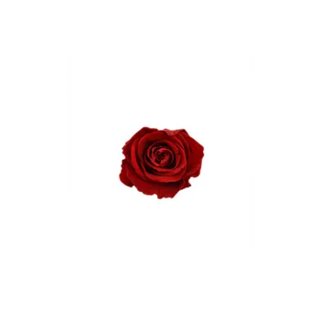 umělá květina Hlava stabilizované růže Barva: Red