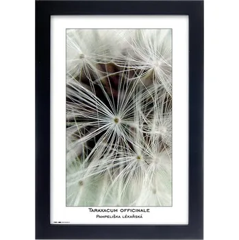 Rám na obraz TRADAG Natura 20 x 30 černý