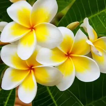Výroba svíčky White Plumeria - vonný olej na výrobu svíček (Frangipani - vůně do vosku)