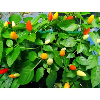 Semeno Prairie Fire Chilli semínka 10 ks