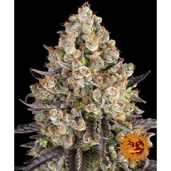 Semeno Barney's Farm OG Kush Balení: 10ks