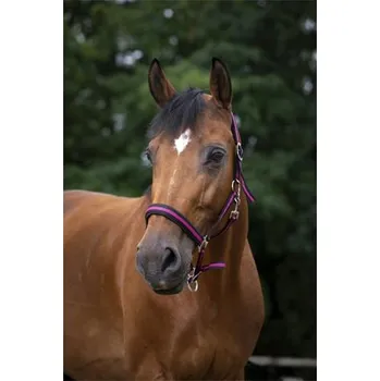 Vybavení pro koně Nylonová ohlávka Norton, s neoprenem, černo-malinová - černo-růžová, Full