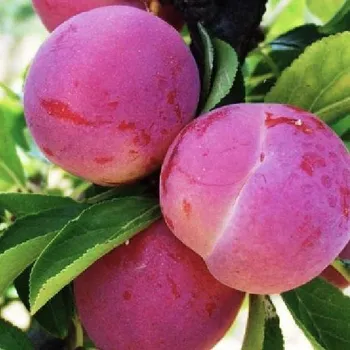 Sazenice Prunus domestica Malvazinka 100/150 cm, podnož MY,