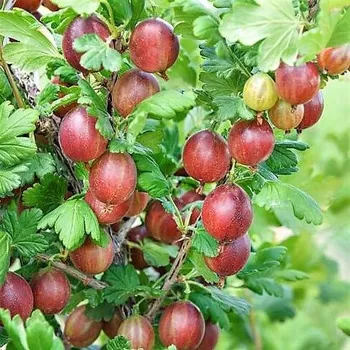 Sazenice Grossularia uva-crispa Redeva 30/35 cm, stromkový